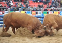 문화관광과) 재미와 감동, 황소들의 불꽃 튀는 명승부! 2023 청도소싸움축제 개최(경기) (1).JPG