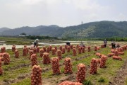 풍각면 자매결연업체 아진산업(주), 마늘·양파수확 일손 돕기 구슬땀_2.jpg