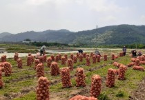 풍각면 자매결연업체 아진산업(주), 마늘·양파수확 일손 돕기 구슬땀_2.jpg